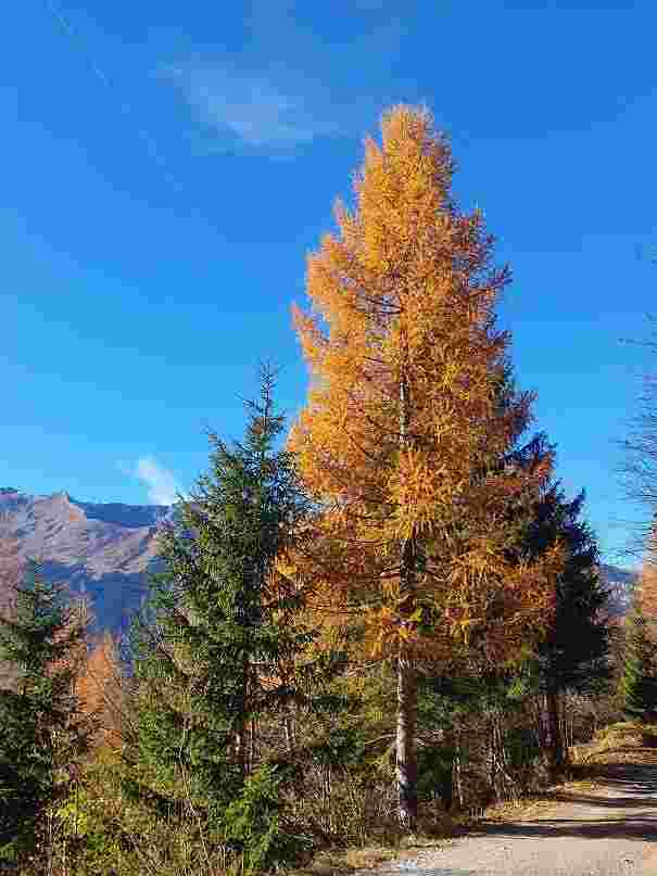 Herbstimpressiom