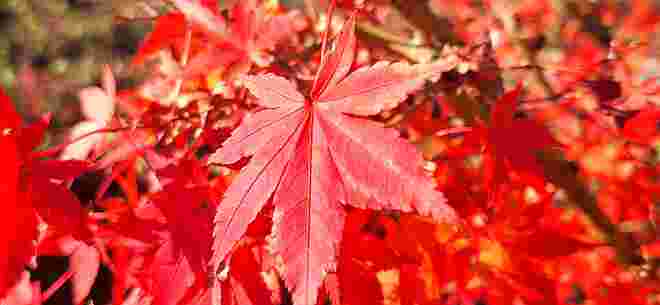 Noch ist es herbstlich bunt