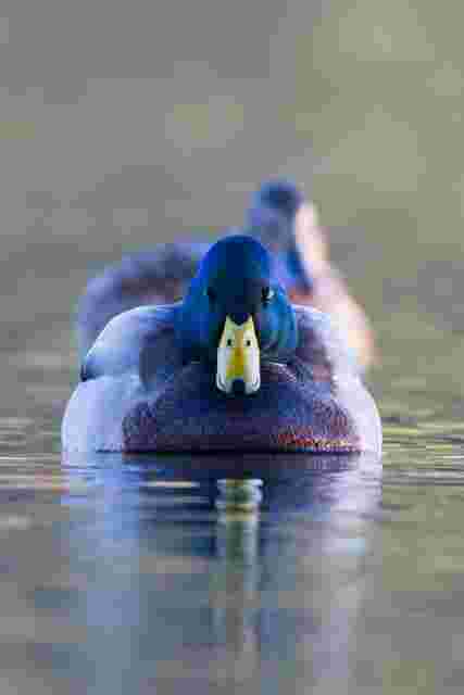 Der Erpelkönig vom Ritzensee
