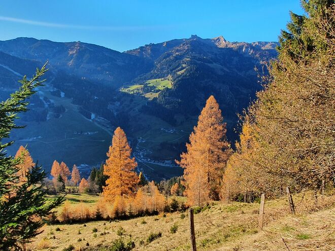 Nochmals Lärchenleuchten