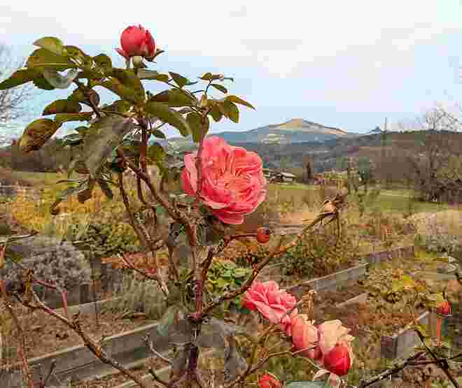 . .  . immer noch Gartenfreuden . . . 