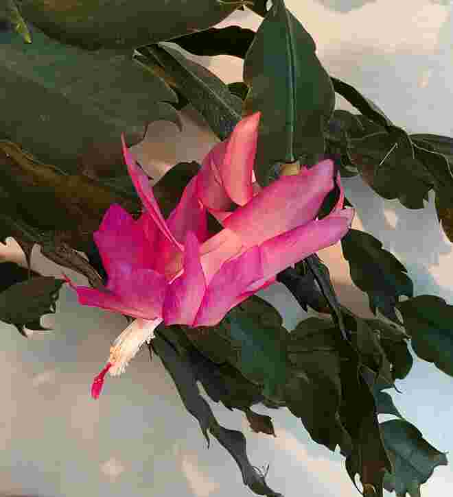 . . . eine BLüte macht den Anfang . . . 