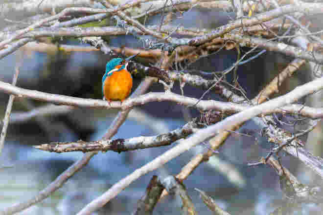 Eisvogel am Leopoldskroner Weiher