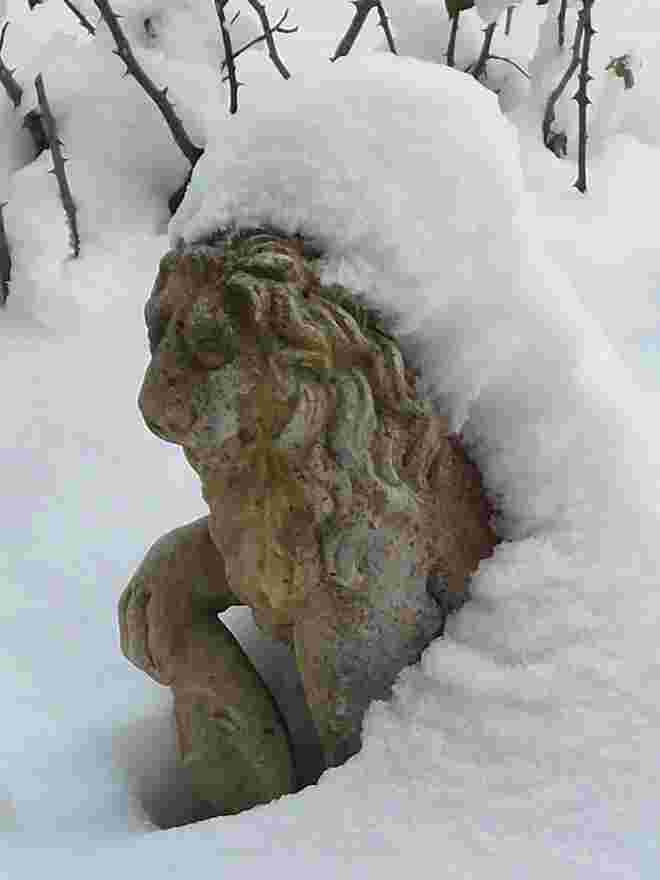 Löwe im Winterpelz