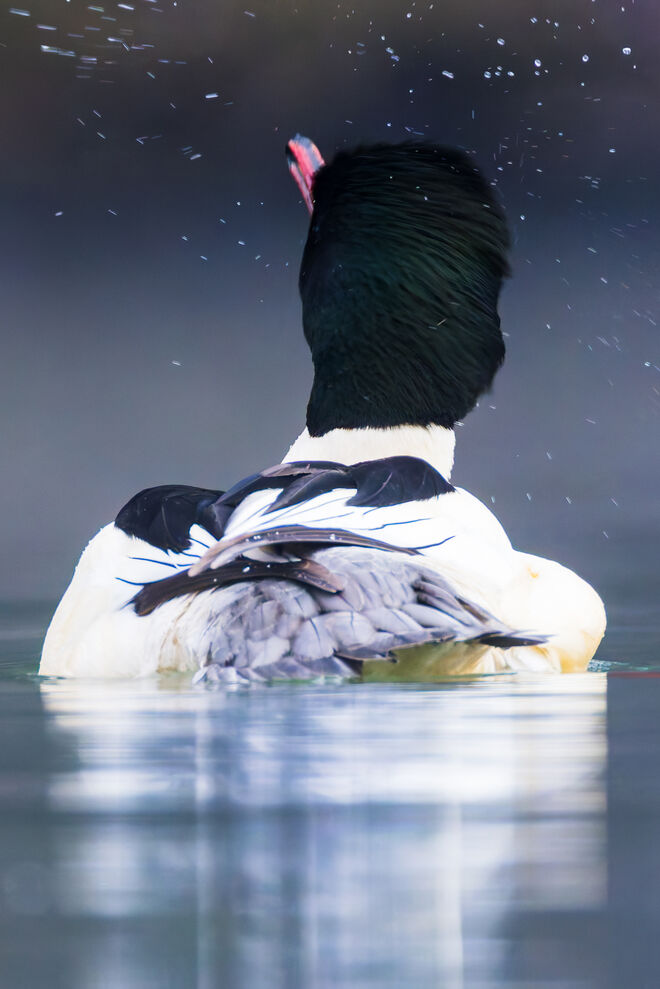Gänsesäger Eskalation!