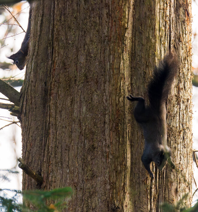 Eichhörnchen im Flugmodus