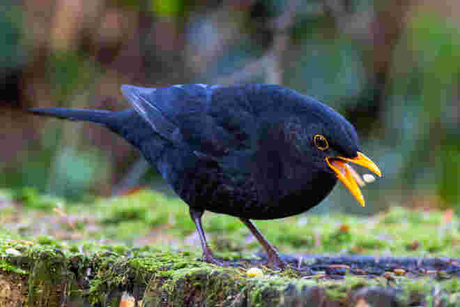 Amsel beim Fressen