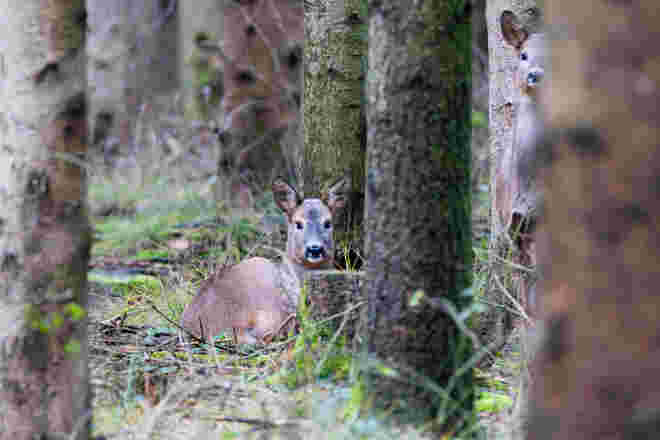 Ricke in ihrer Mulde. Wo ist die Zweite?