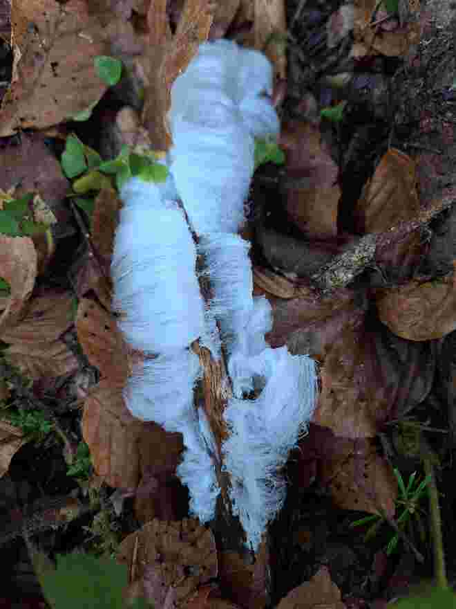 Wunder Natur im Wald