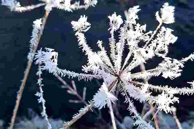 Sternspritzer,  "Natur pur"- im Licht der Wintersonne