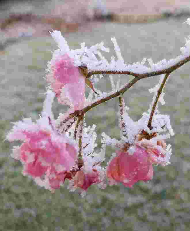 "Eisrosen" in unserem Garten