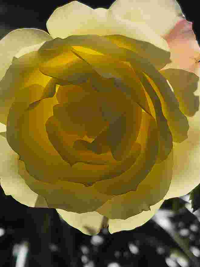 Späte Rose