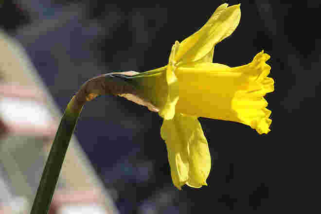 Zum Frühlingsbeginn