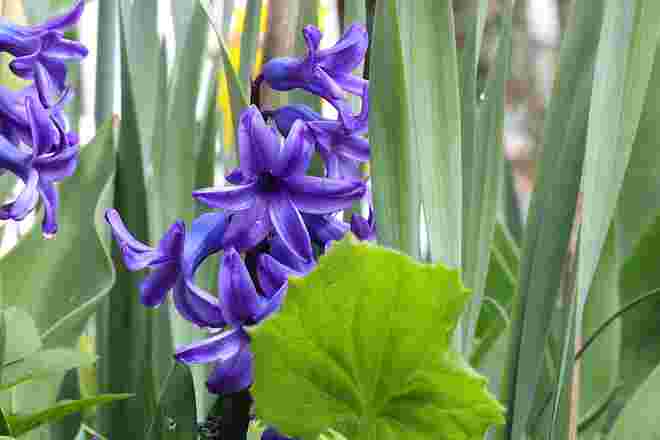 Frühlingsbote im Garten