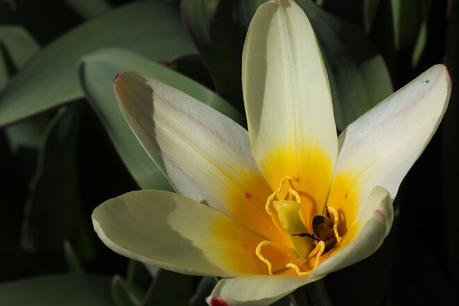 Blütenkelchinspektion