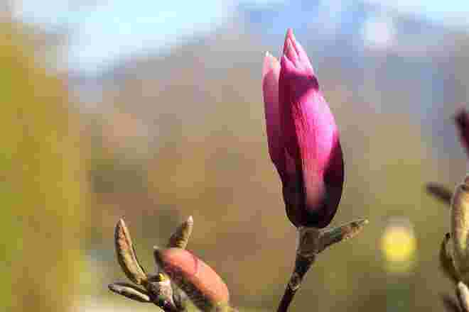 Rote Lilienmagnolie
