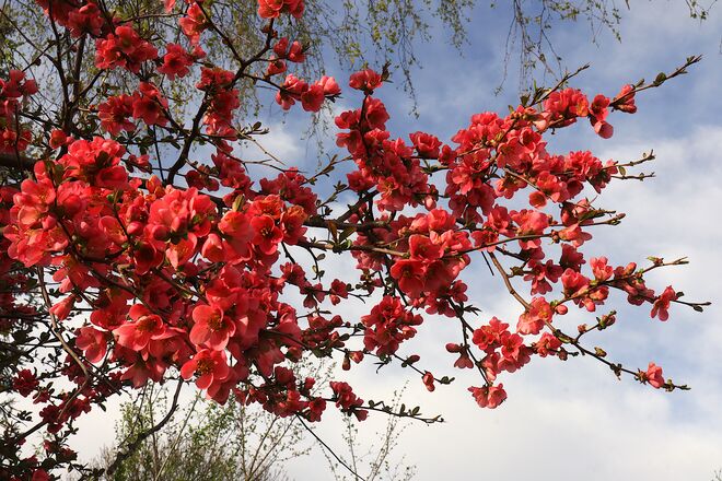 Zierquittenstrauch in Vollblüte