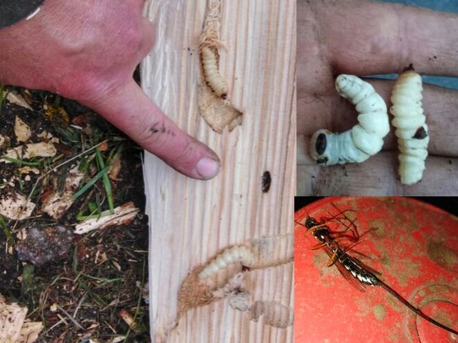 Holzwespe mit Larve