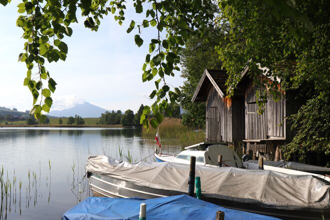 Frisches Maigrün am Irrsee