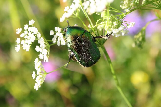 Rosenkäfer in passender Umgebumg