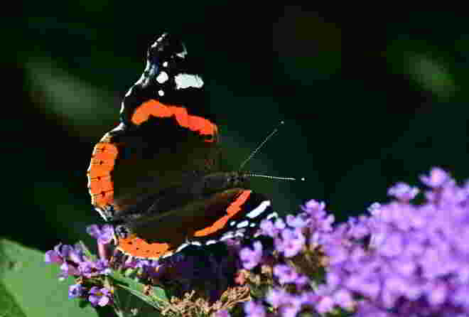 Admiral