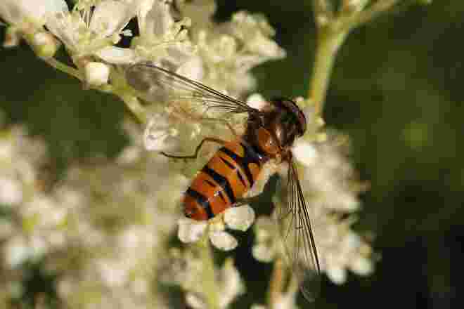 Hainschwebfliege