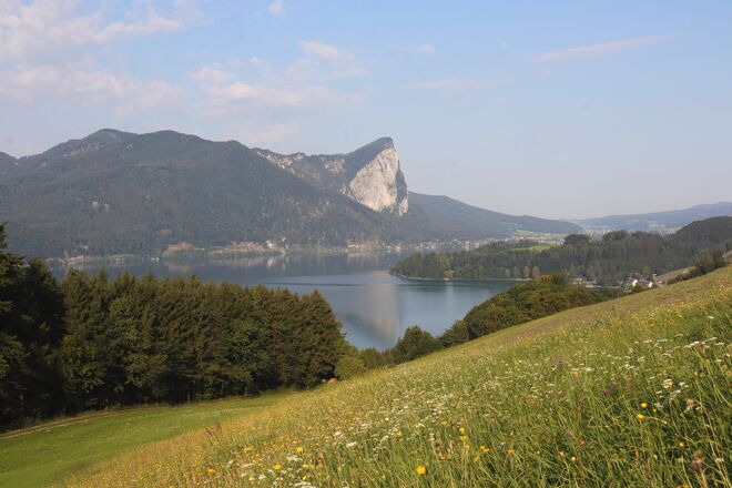 Sommerwiese mit Ausblick