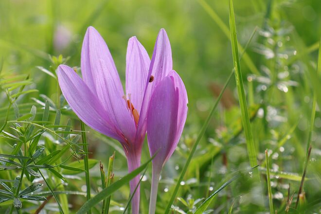 Herbstzeitlosen im Gegenlicht