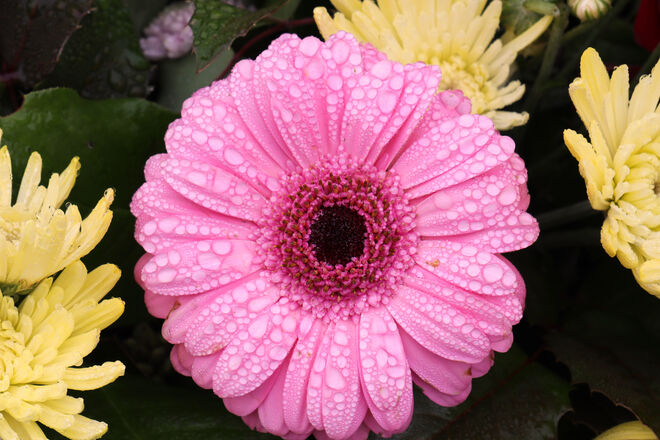 Zinnie mit Wasserperlen