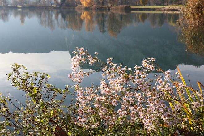 Herbstastern am Wasser