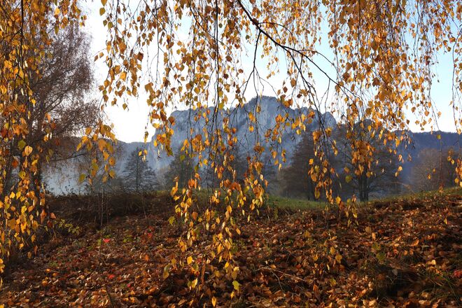 Drachenwand hinter goldenem Blättervorhang 