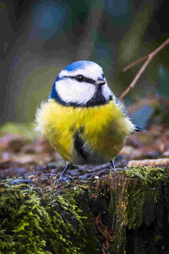 Blaumeise im Donnenberg Park