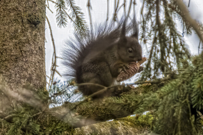 Tannenzapfen Frühstück