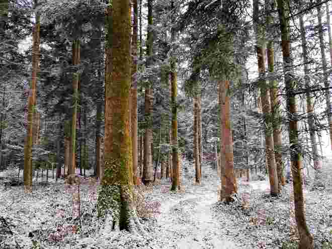 Heutiger Spaziergang im Winterwald