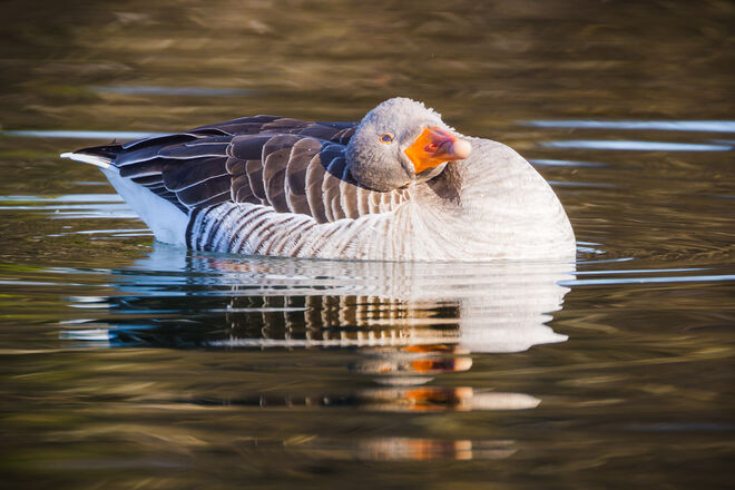 I sogs glei.... i woars net...