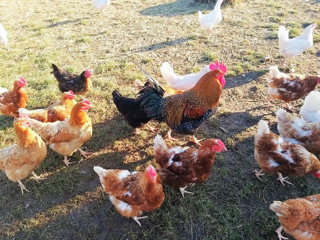 Der BOSS  im "Hühnerhotel" . . .