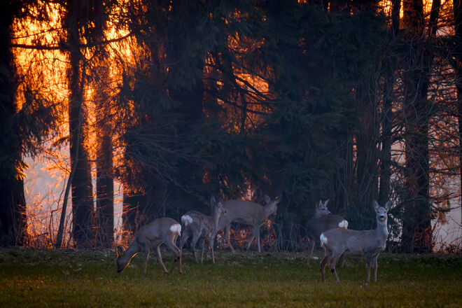 Rehe im Sonnenuntergang