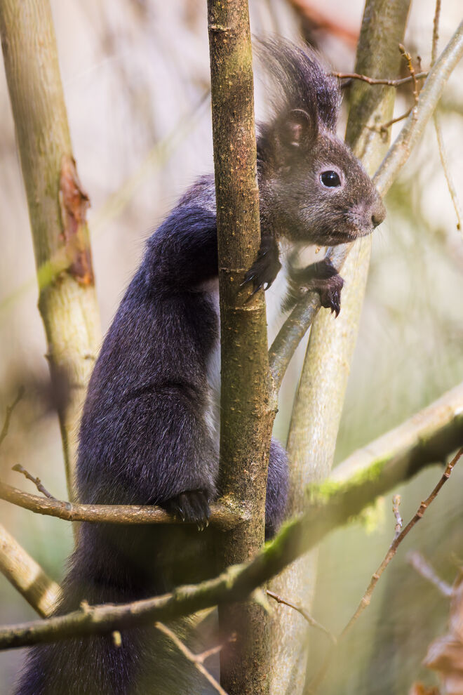 Heast, do drüb´n bei de Moasn gehts heit wieda zua...