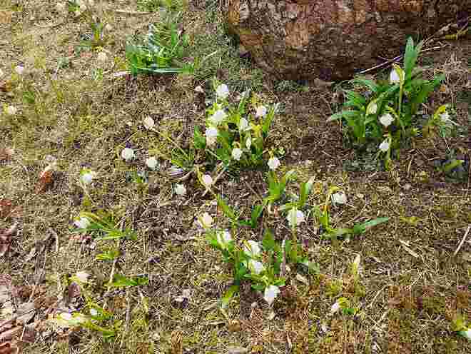 Frühlingsboten auf 1100m