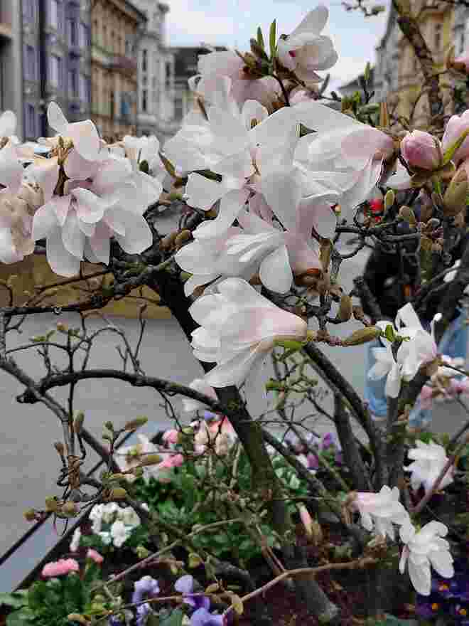 Magnolie im Blumenkisterl