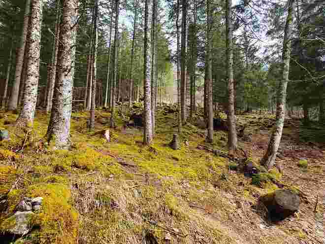 Moos im Wald