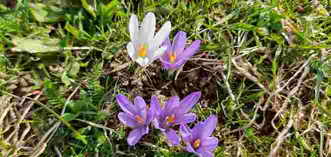 Frühlingserwachen Innergebirg 