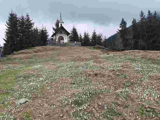 Krokusse