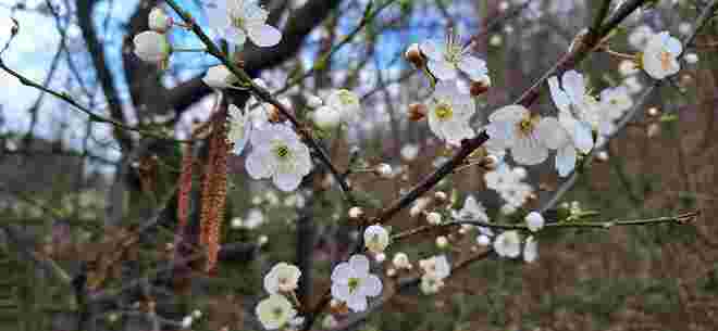 Frühling wohin man schaut - einfach herrlich!