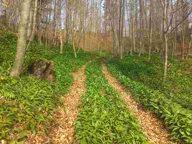 Im Bärlauchwald