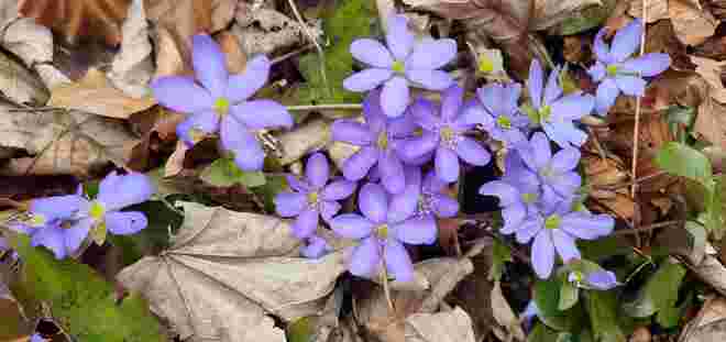 Leberblümchen 