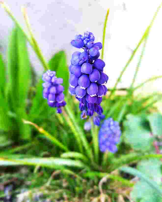 Traubenhyazinthen