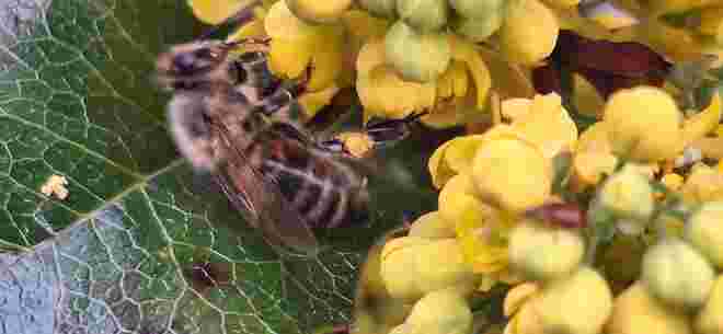 Fleissiges Bienchen 