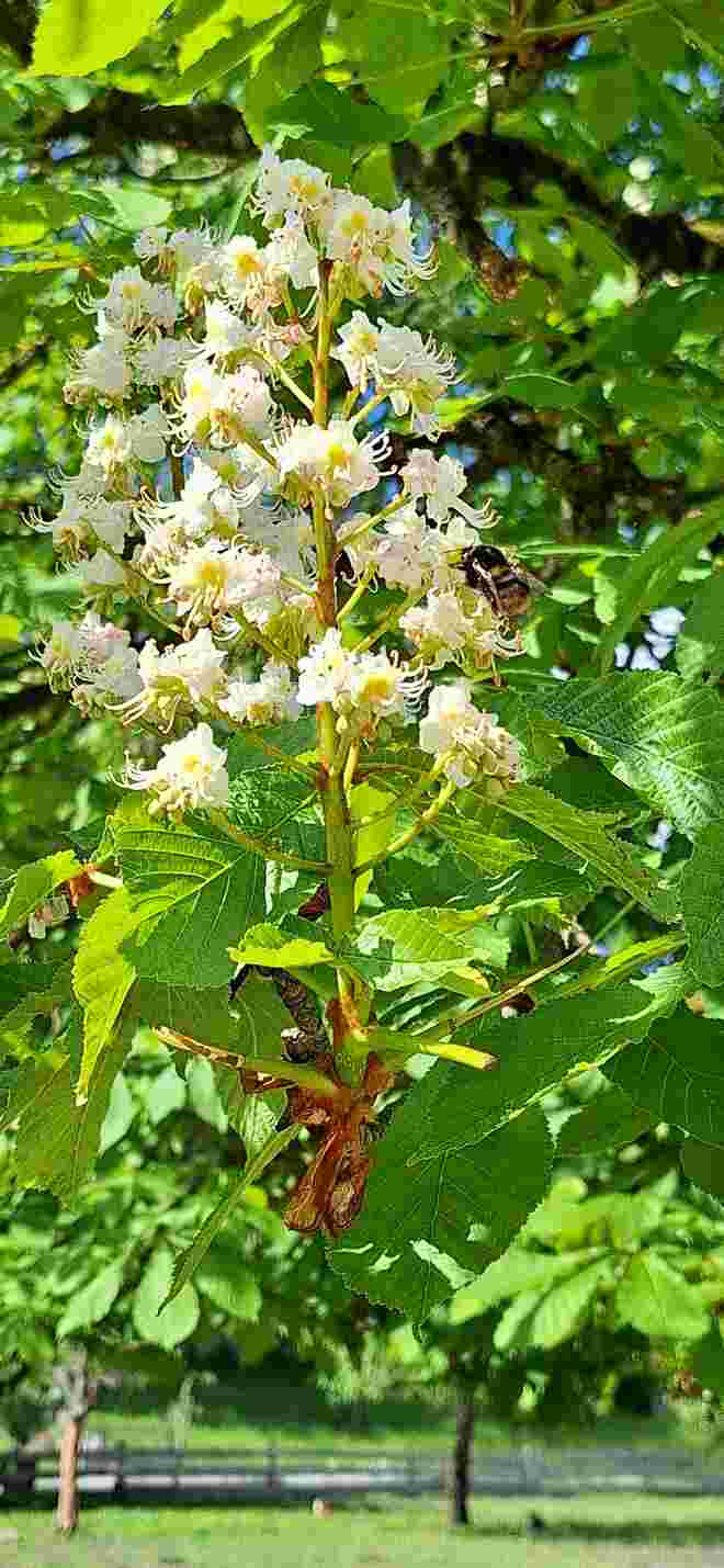Die Blüte der Kastanie