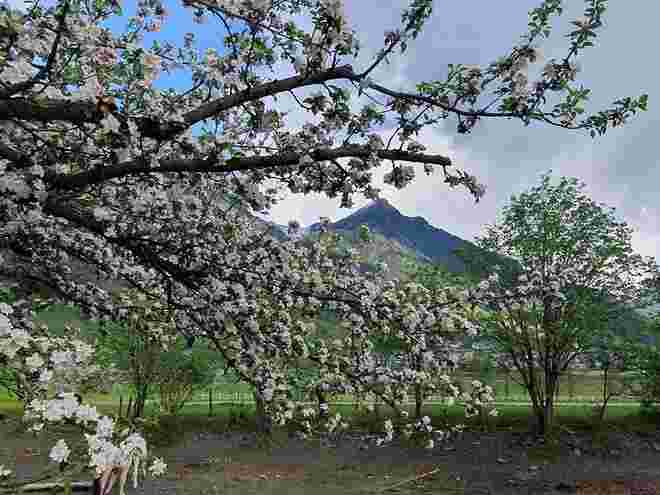 Obstblüte